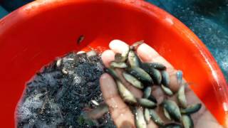 climbing perch Anabas testudineus Fish Farming Bangladesh [upl. by Nishi]