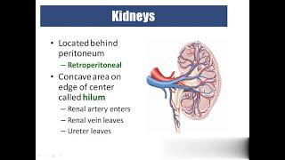 Medical coding urinary system ANATOMY AND PHYSIOLOGY [upl. by Roice]