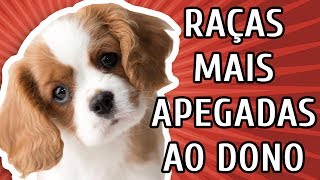 10 RAÇAS MAIS APEGADAS AO DONO [upl. by Nerine]