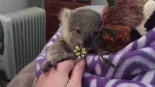 koala joeys most adorable home video of all time [upl. by Eenitsed641]