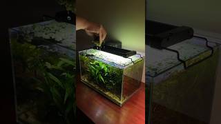 Removing salvinia minima from a planted tank [upl. by Loveridge]