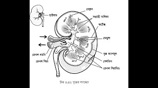 How to draw kidney diagram  বৃক্ক আকার সহজ পদ্ধতি [upl. by Haimirej]