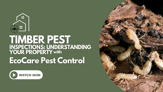 Timber Pest Inspections Understanding Your Property [upl. by Suiratnod]