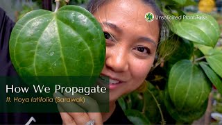 How we Propagate  ft Hoya latifolia Sarawak [upl. by Manvel]