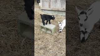 Pygmy Goat twins playing [upl. by Neeron373]