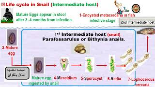 Parasitology ASU GIT Clonorchis HD DR Khaked Habib [upl. by Faust]