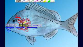 Countercurrent Gas Exchange in Fish Gills [upl. by Aromas448]