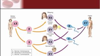 Chapter 24  Genetics and Genetic Disease [upl. by Nanek]