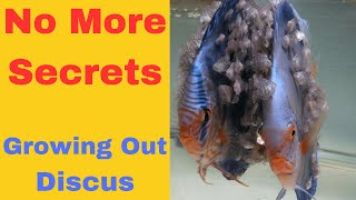 How to Grow Out Discus Fish [upl. by Ailima]