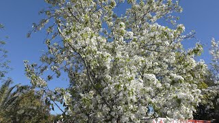 Flowering Pear Tree [upl. by Ahsote361]