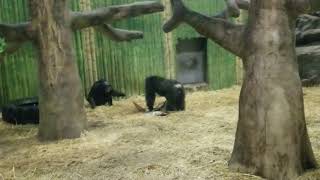 Chimpanzees at the Baltimore zoo [upl. by Lidah41]