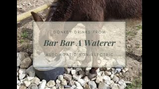 Donkey drinks from Bar bar A non electric automatic waterer [upl. by Bierman]