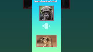 Guess the animal voicemagic guess animalvoiceyoutubeshort guesstheanswer [upl. by Vallie]