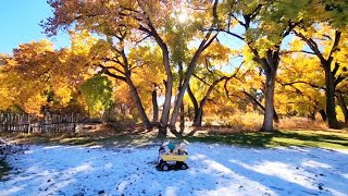 Walking the Colorful Cottonwood Forest  Bosque School  Coyote Sighting [upl. by Eahsed20]