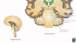 AXON Trigeminocerebellar Pathway Unconscious Proprioception from Face 9 of9 [upl. by Halian]