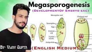 MegasporogenesisDevelopment of Embryo SacClass12Ch2Sexual Reproduction in Flowering plants [upl. by Ordisi]