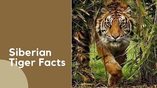 Siberian Tiger Facts  Mammals Fact [upl. by Enyawal]