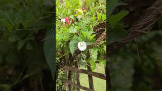 White Aparajita Clitroia Ternatea blooming nature naturalflowers gardening whiteflower [upl. by Willms258]