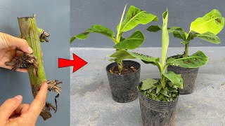 Super Saver Use This Method to Propagate Bananas for 0 [upl. by Trometer964]