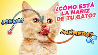 ¿Por qué TU GATO tiene a veces la NARIZ SECA y otras HÚMEDA 😺💦👃🌡️ Cambios en la nariz de los gatos [upl. by Eahs]