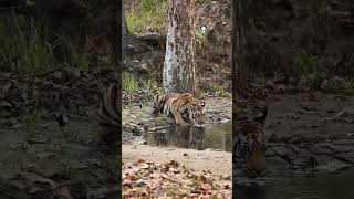 Tigers Or Lions viralvideo facts animalcuriosities animalfacts animals wildanimalfacts [upl. by Mitchell]