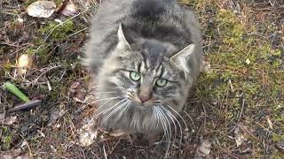 Norwegian Forest Cat  Wilfred taking a stroll March 2023 [upl. by Albertine]