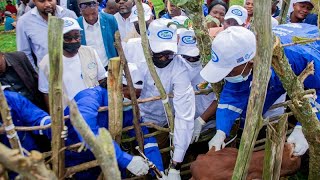 DRC South Kivu launches largescale vaccination [upl. by Kong935]