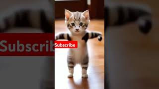 funny catfunny catvideos cat music animation comedy dance [upl. by Nauqad814]