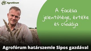 A facélia jelentősége értéke és csodája [upl. by Amaerd]