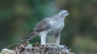 Goshawk ♀  November 1th 2024 [upl. by Eesac]