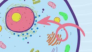 The Organelles of the CELL  Part  2 [upl. by Elyad]