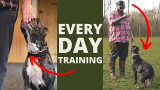 5 Dog Training Exercises You Should Do EVERY DAY At Home [upl. by Faubion362]