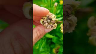 Reminder  jetzt Saatgut ernten 🌼🌱 calendula seedsaving gärtnern saatgut gardeningtips garten [upl. by Leahplar]