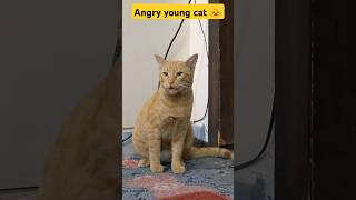 Angry young cat 😺😺 youtubeshorts cat shorts [upl. by Rehsu786]