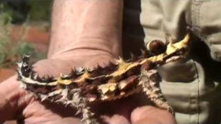 The Thorny Devil [upl. by Morganstein]