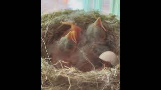 Eastern Phoebes Hatching in Nest with BrownHeaded Cowbird Brood Parasites [upl. by Perrine]