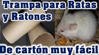 TRAMPA para Ratas y Ratones Sin MUERTE hecha de CARTÓN muy fácil [upl. by Acinoj]