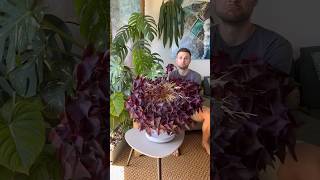 This year my oxalistriangularis has gone dormant for the first time in 4 years Video from 2022 [upl. by Isac163]