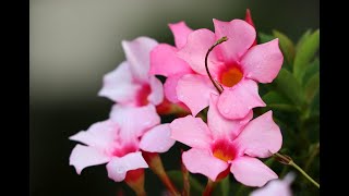 Mandevilla  Perfect Flowering Vine How to Care amp Grow the Magical Mandevilla [upl. by Wyndham]