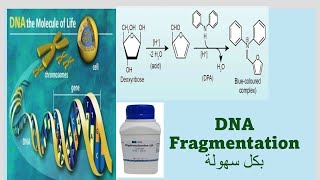 DNA Fragmentation assay Diphenylamine assay بكل سهولة [upl. by Ocsirf]