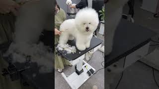 BICHON FRISES PUPPY GETTING FACELIFT AND NEW STYLING 🐶🐾🙉dog cuteanimal grooming pets cute [upl. by Bonnette792]