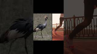 What’s up with birds and their quotbackwardsquot knees birds nature wildlife aviananatomy [upl. by Vil]