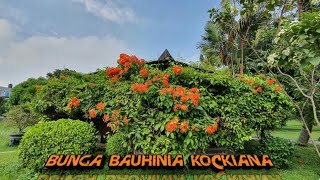 Bunga Rambat Bauhinia Kockiana yang berbunga sepanjang waktu sampai menutupi Saung [upl. by Connel170]