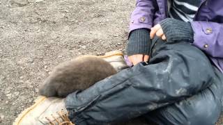 Arctic fox pup Iceland pt6 [upl. by Alessig]