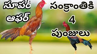 చిన్నముసలయ్య గారి కోళ్లు 77807 22788 mettavatam kollu chinnamusalayyakhrfarms peruchicks [upl. by Yeroc]