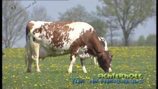 Red Holstein cattle in de Achterhoek The Netherlands [upl. by Aleb]