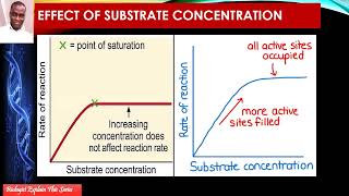 Effect Of Substrate Concentration [upl. by Akanke]