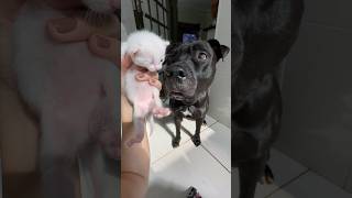 OS GATINHOS ESTÃO CRESCENDO MUITO 😱🐱 pitbullegatos cachorro gatos gato gatinho gatinhos [upl. by Aihseya976]