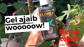 Review CLONEX rooting hormone sekaligus propagasi philodendron brandtianum dan pink princess [upl. by Lleddaw]