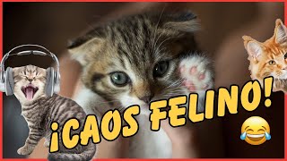 Gatos que Causan Caos Los Momentos Más Graciosos [upl. by Llemrej]